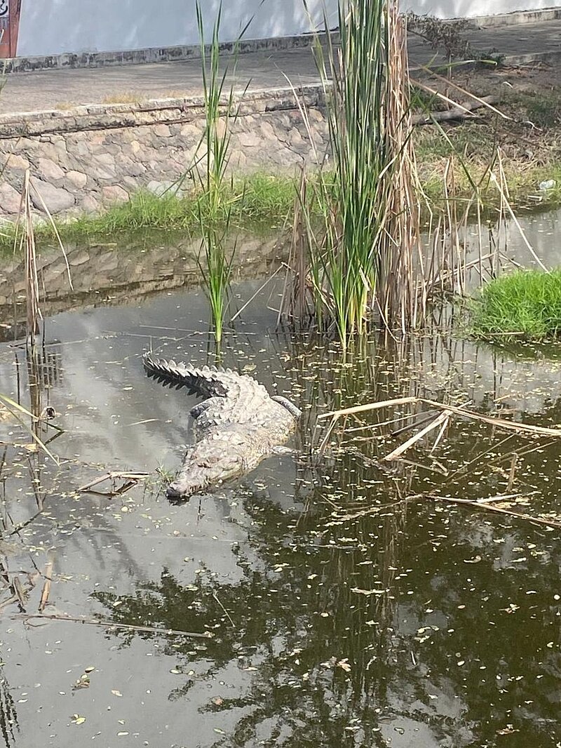 Tümpel mit Krokodil darin.